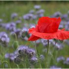 Mohn zwischen Bienenfreund