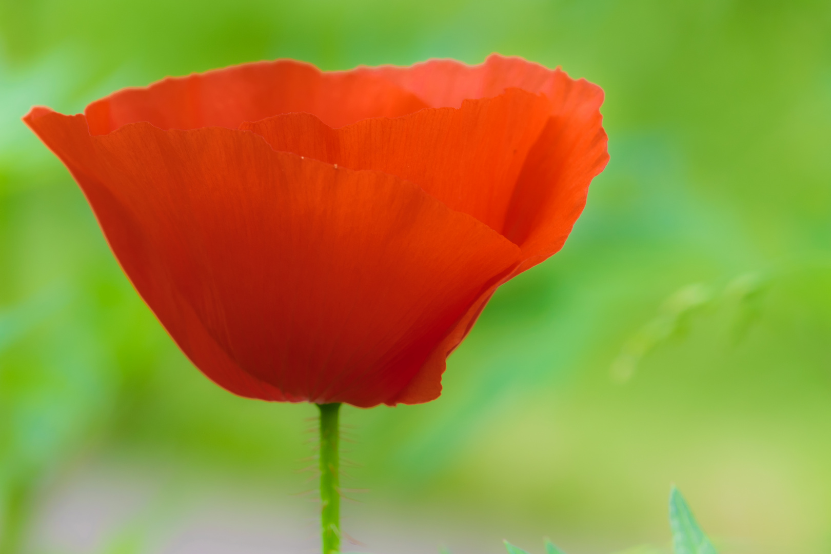 Mohn_001