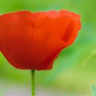 Mohn_001