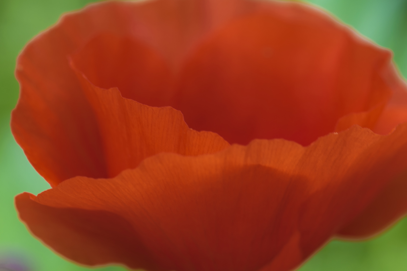 Mohn_002