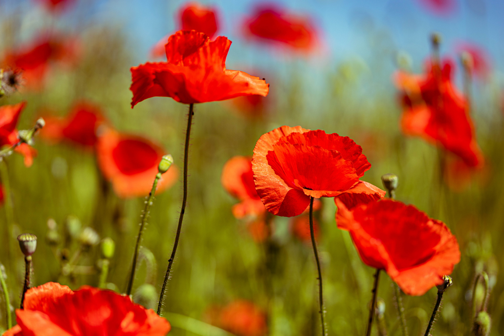 Mohn_01