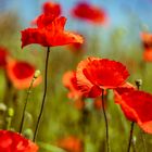 Mohn_01