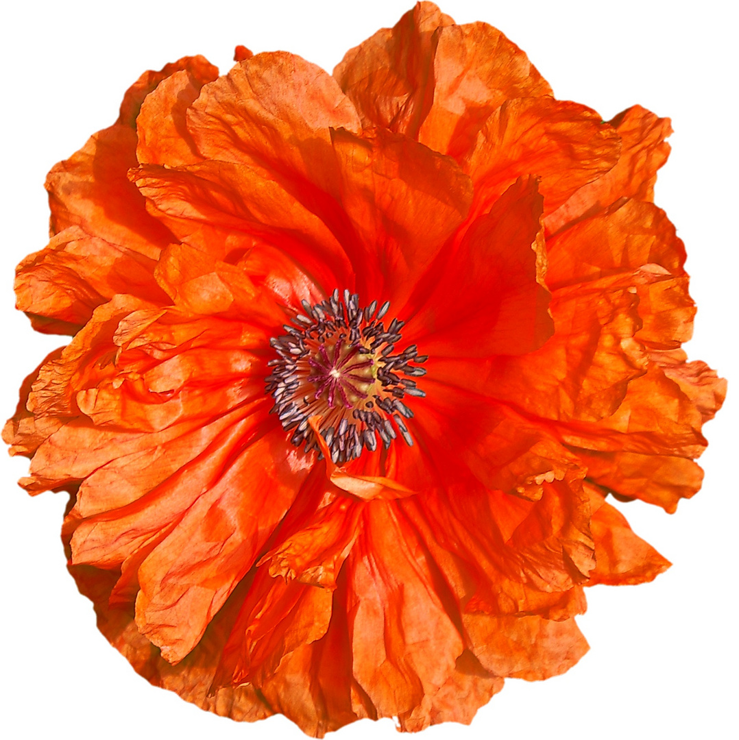 Mohn01