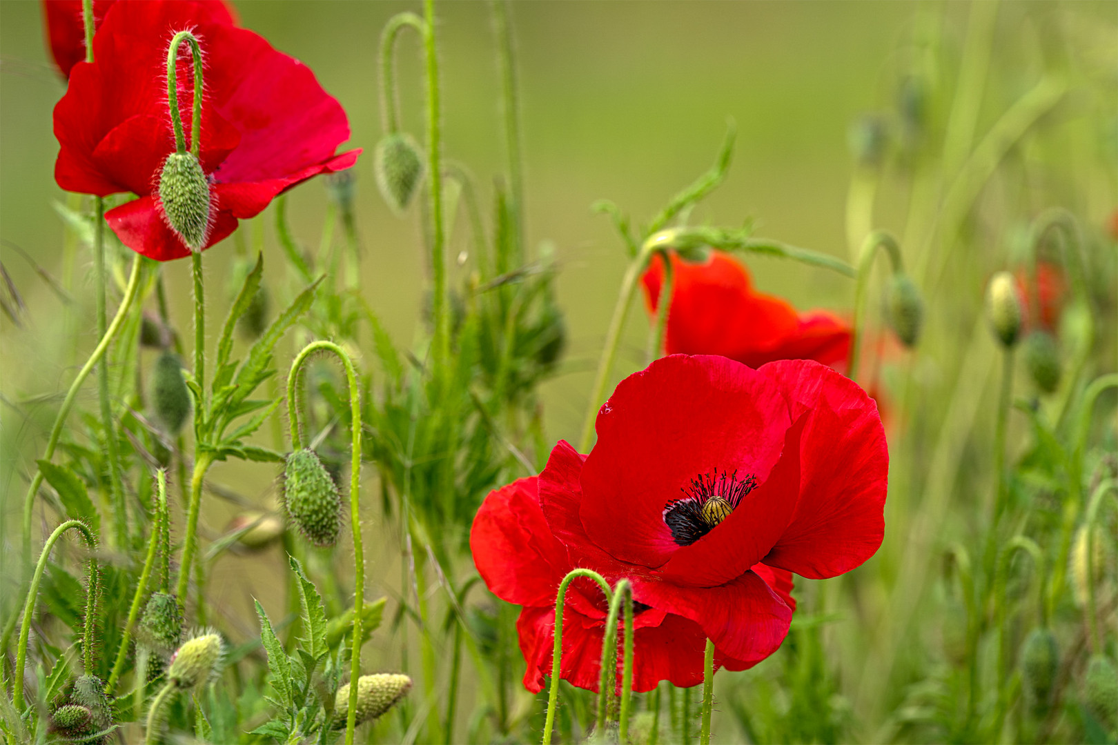 Mohn_01