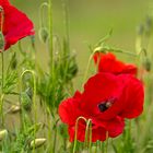 Mohn_01