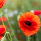 Mohn_02