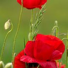 Mohn_02