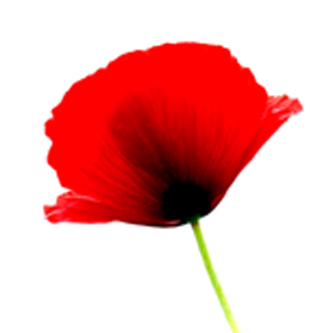 Mohn_02