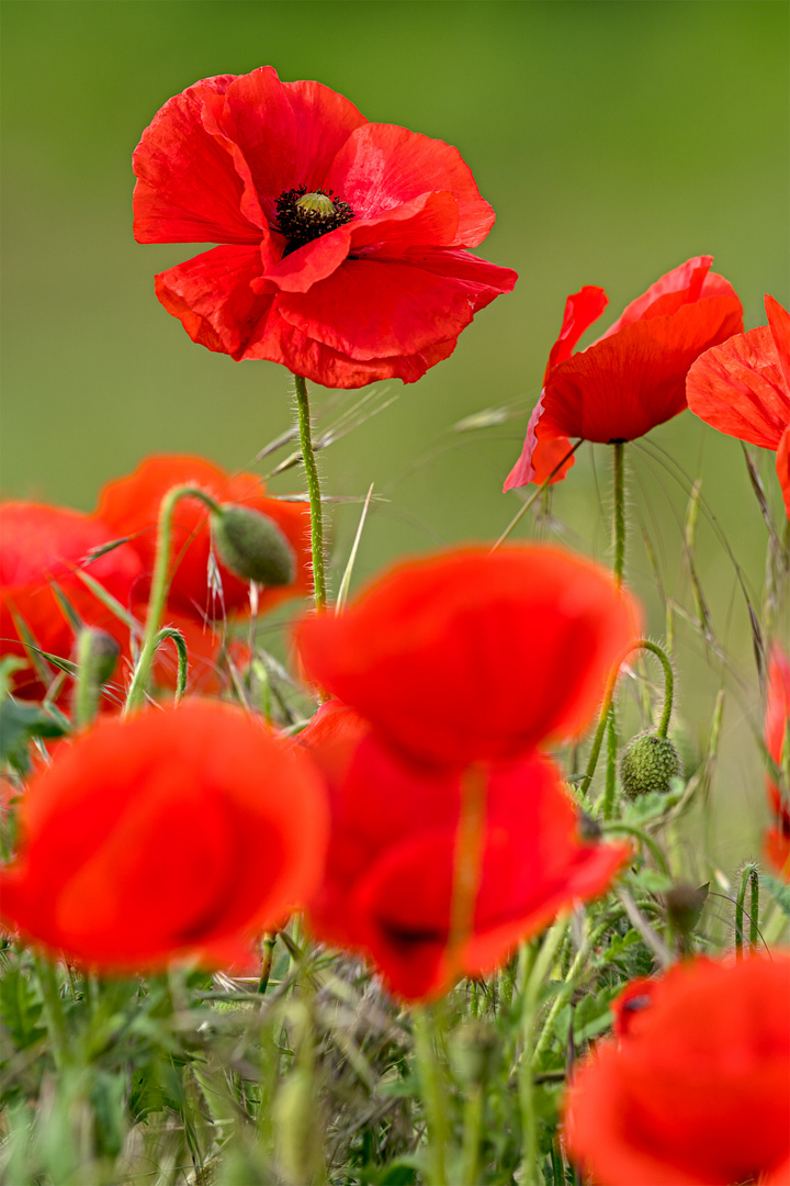 Mohn_03