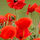 Mohn_03