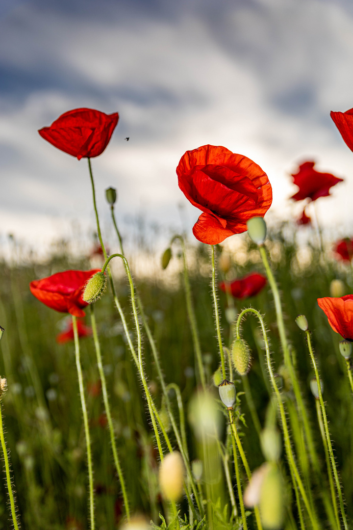 Mohn_03