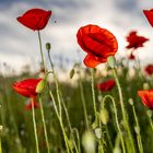 Mohn_03