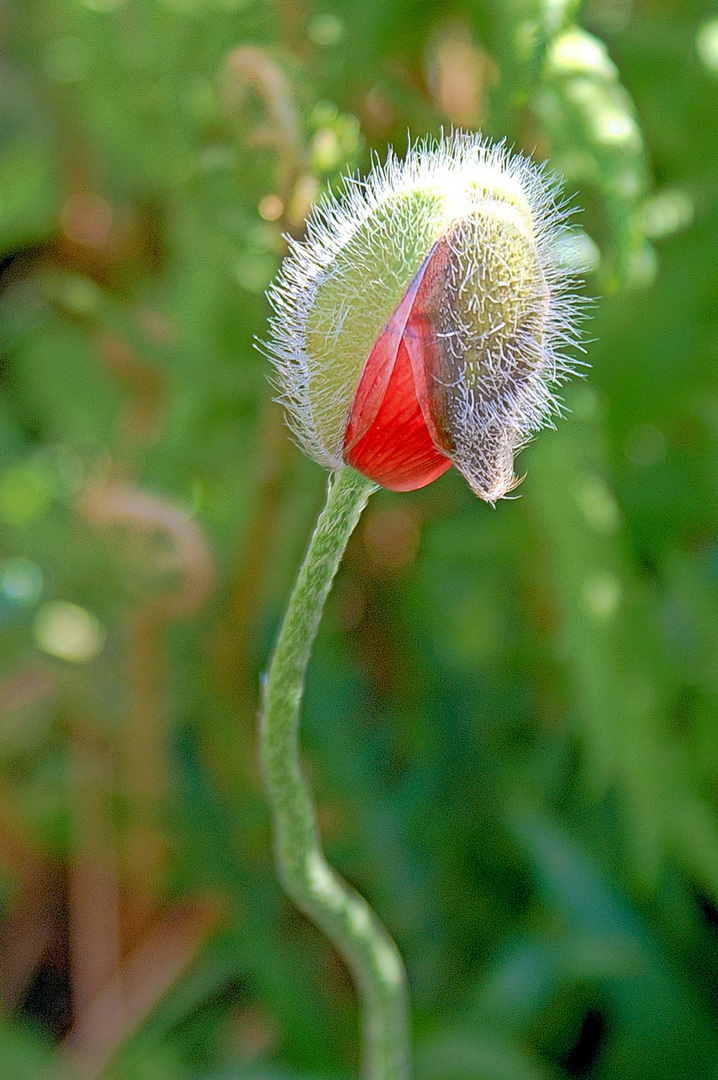 Mohn03