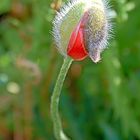 Mohn03