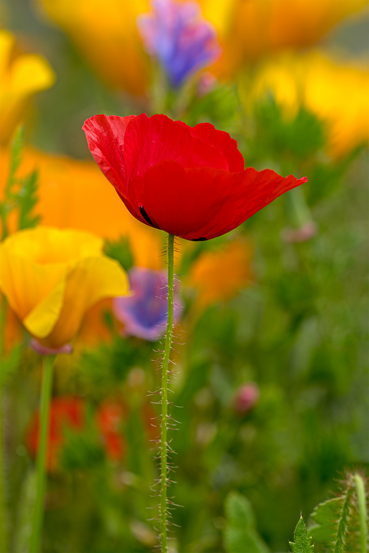 Mohn_04