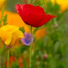 Mohn_04