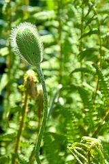 Mohn04