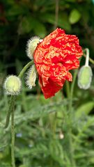 Mohn05