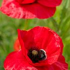 Mohn_05