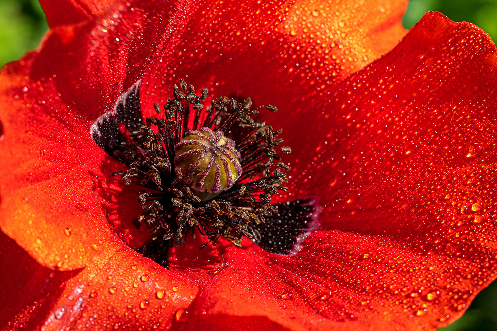 Mohn_06