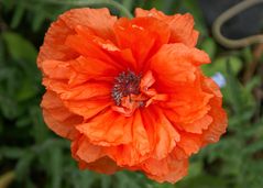 Mohn07