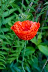 Mohn08