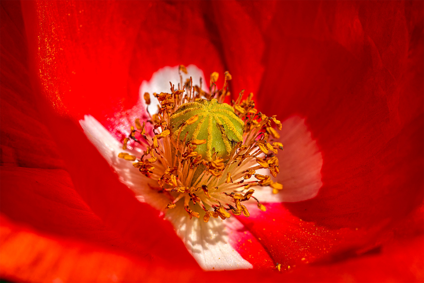 Mohn_08