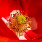 Mohn_08