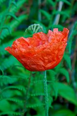 Mohn09