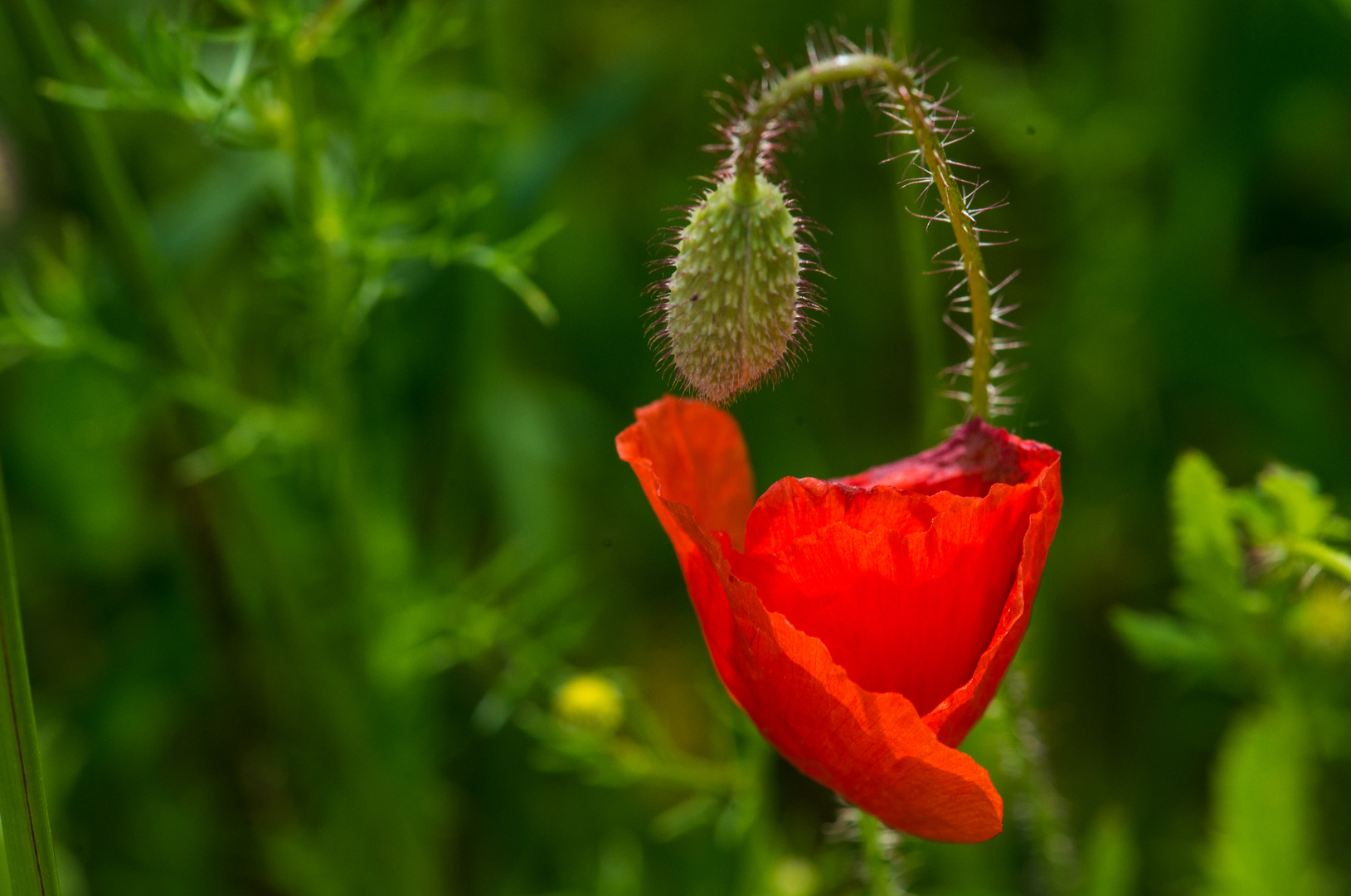 Mohn1