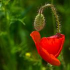 Mohn1