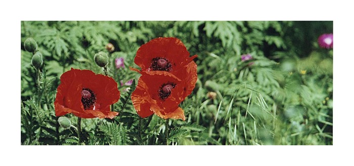 mohn.1