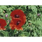 mohn.1