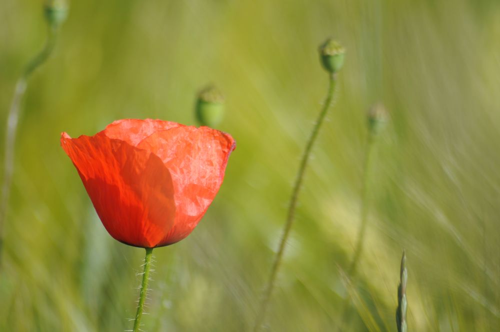 Mohn1