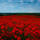 mohn#1