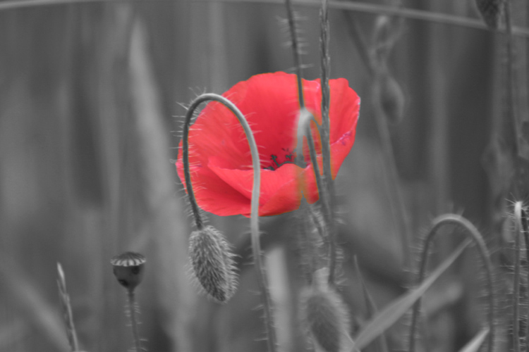 Mohn1