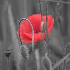 Mohn1