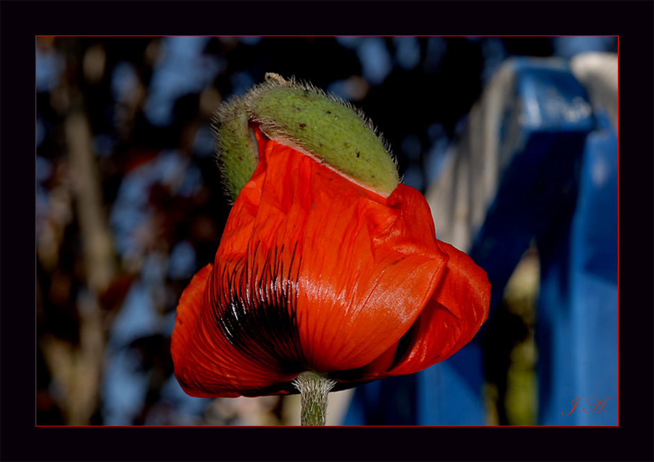 Mohn#1