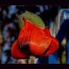 Mohn#1