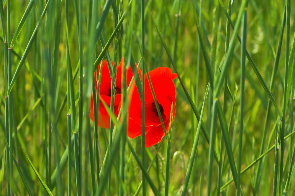 Mohn1