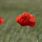 Mohn1