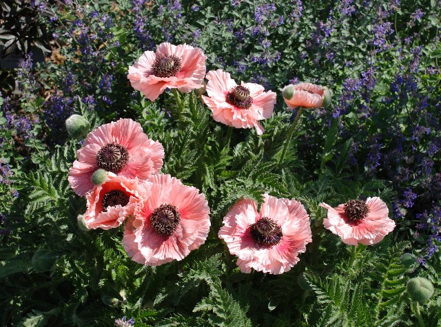 Mohn_1