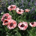 Mohn_1