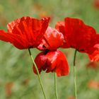 Mohn1