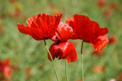 Mohn1