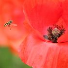 Mohn_1