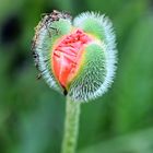 Mohn_1