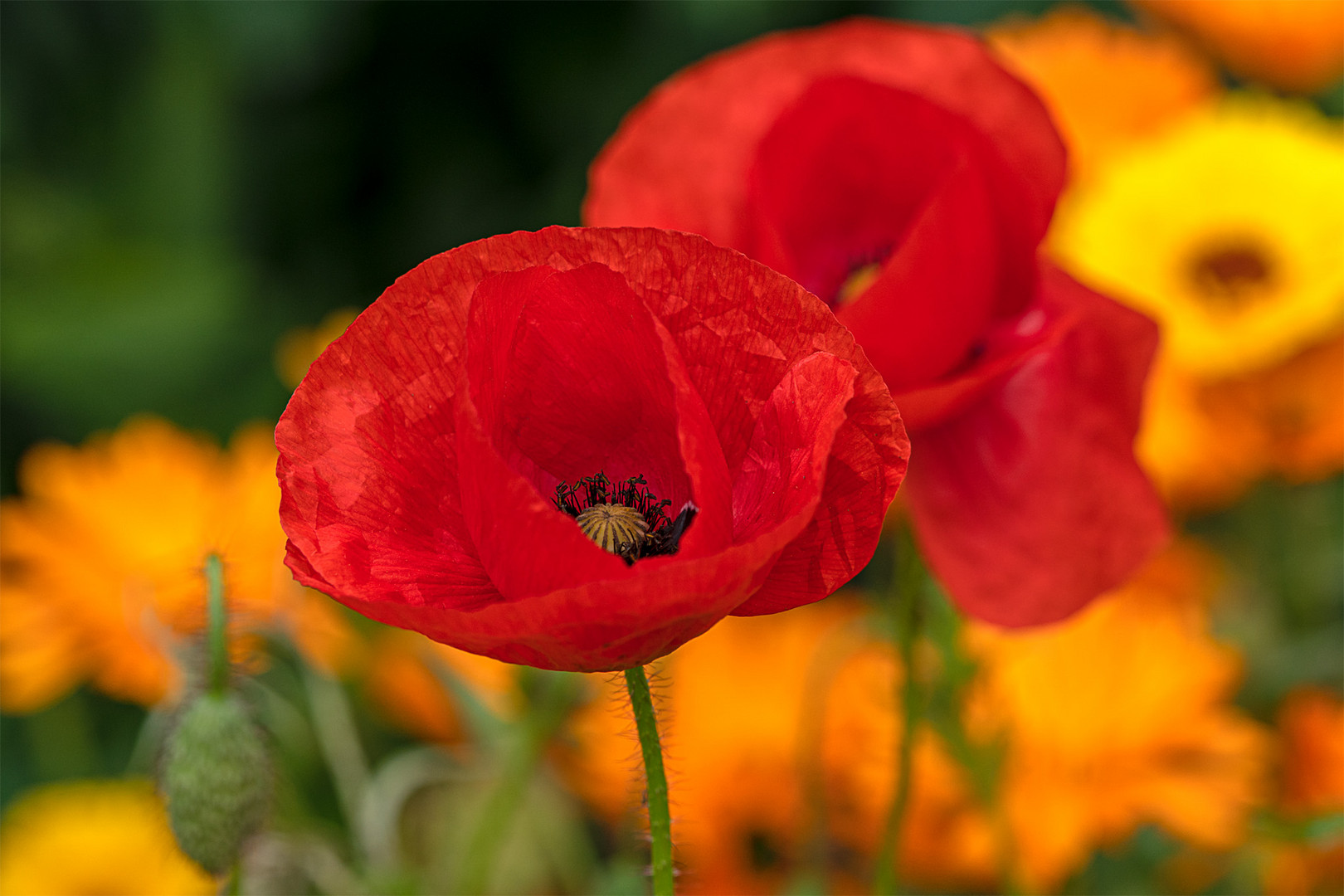 Mohn_10