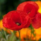 Mohn_10