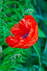 Mohn10